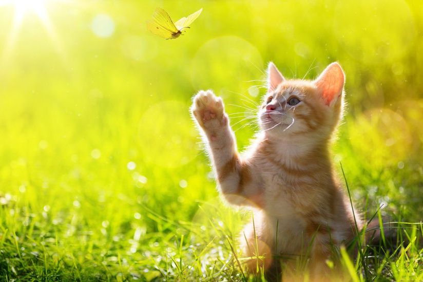 gato jugando con mariposa